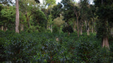 Hambella - Guji - Ethiopia