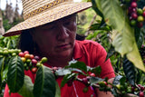 Coffee Workshop